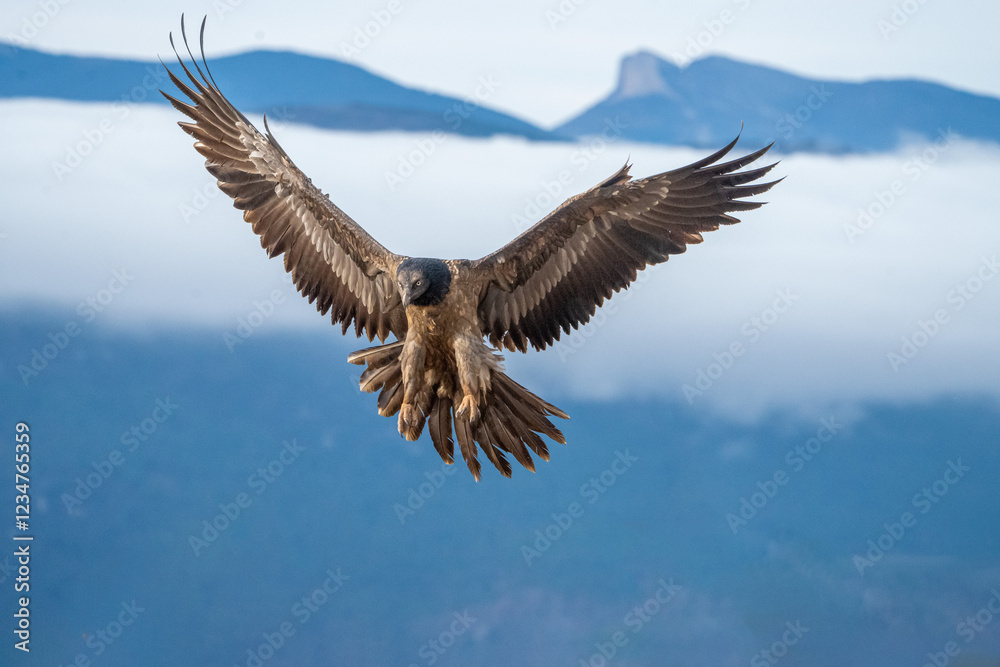 Fototapeta premium Young bearded vulture, flying (Gypaetus barbatus) photographed in Spain
