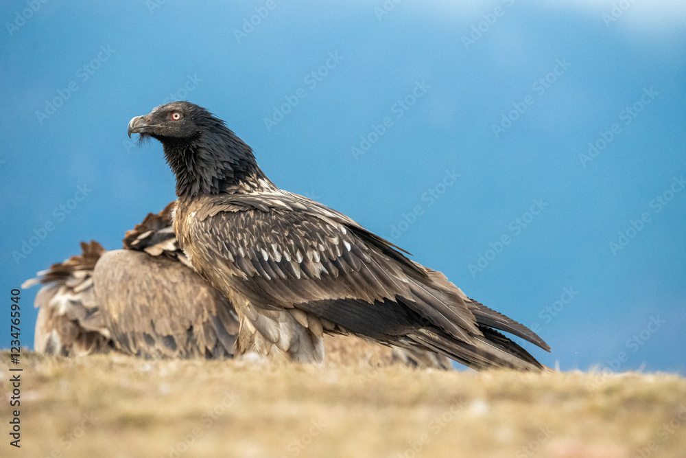 Fototapeta premium Bearded vulture (Gypaetus barbatus) photographed in Spain