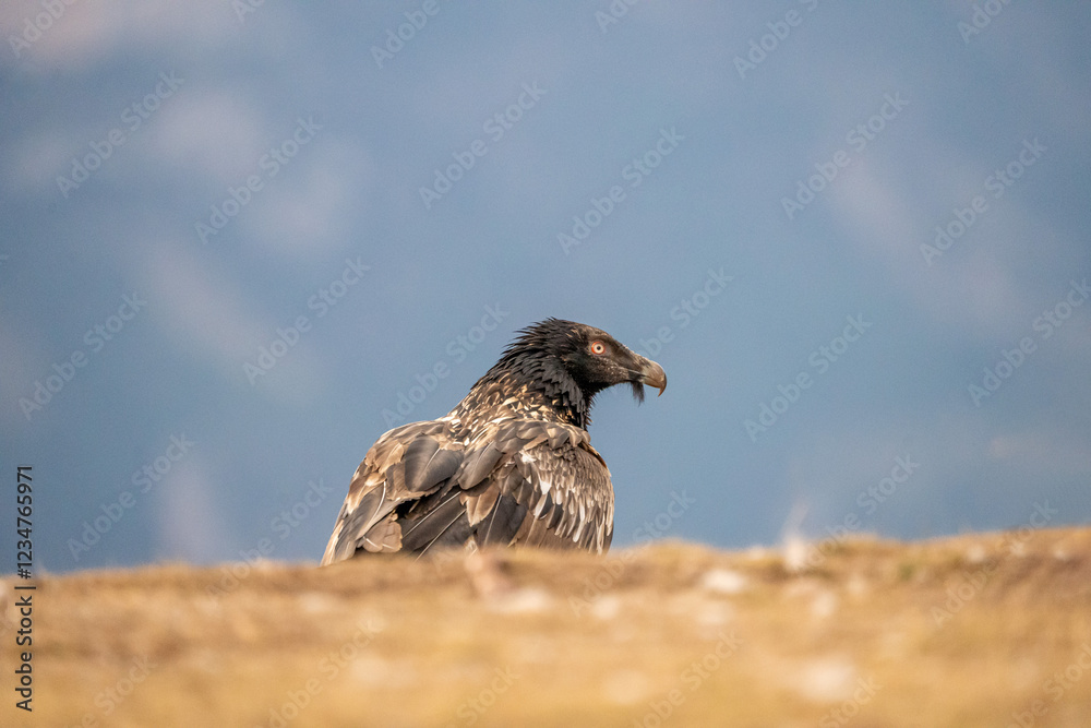 Obraz premium Young bearded vulture (Gypaetus barbatus) photographed in Spain