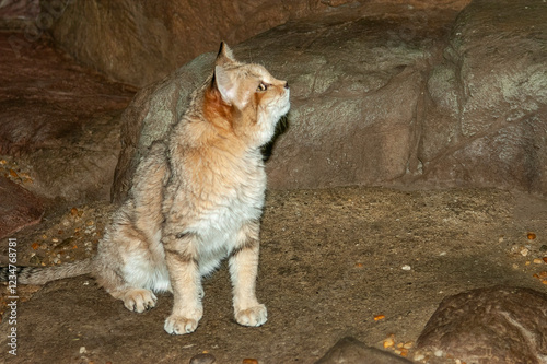 Photography small wild cat in zoo