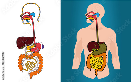 Illustration vectorielle du système digestif 01