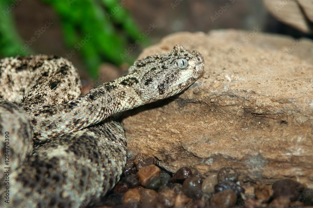 Obraz premium horned viper 