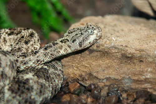 horned viper  photo