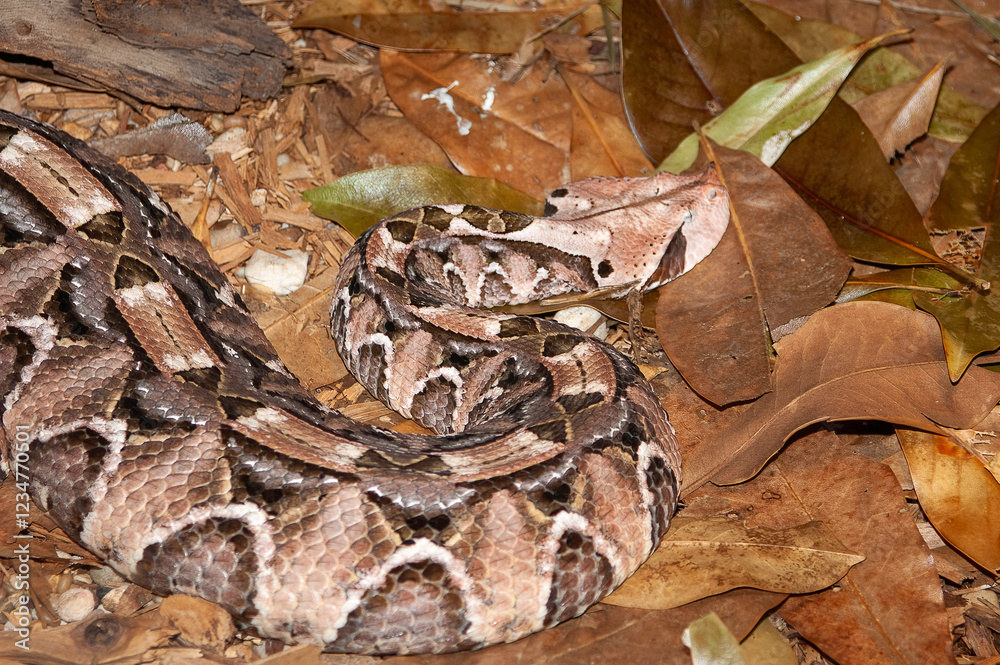 gaboon viper gaboon viper