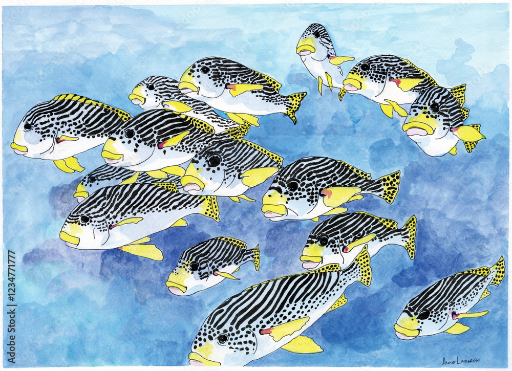 Watercolor and india ink depiction of a school of Diagonally-banded Sweetlips fish Watercolor and india ink depiction of a school of Diagonally-banded Sweetlips fish