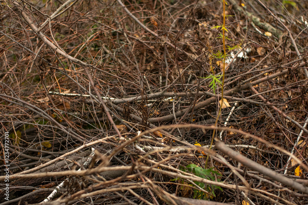 A lot of broken branches of trees. Cut branches of wood. A lot of broken branches of trees. Cut branches of wood.