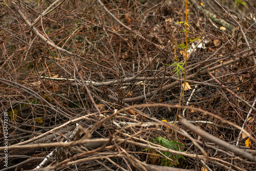 A lot of broken branches of trees. Cut branches of wood.