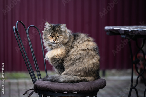 Photography A fluffy kitty rests on a bench