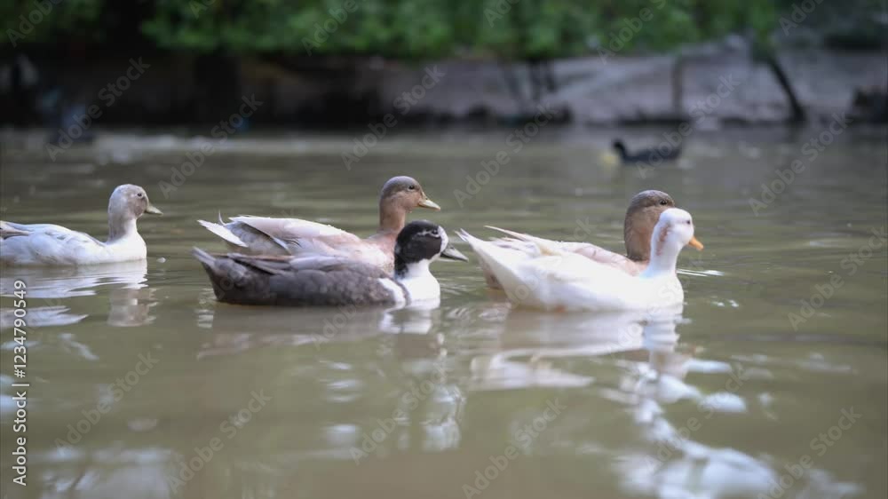 Swimming ducks explore a calm pond on a sunny day Swimming ducks explore a calm pond on a sunny day