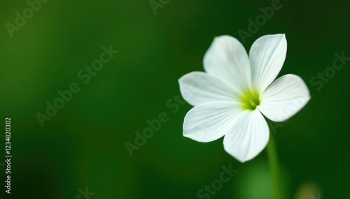 Single white Carissa carandas Linn flower on a green stem, green, solitary photo