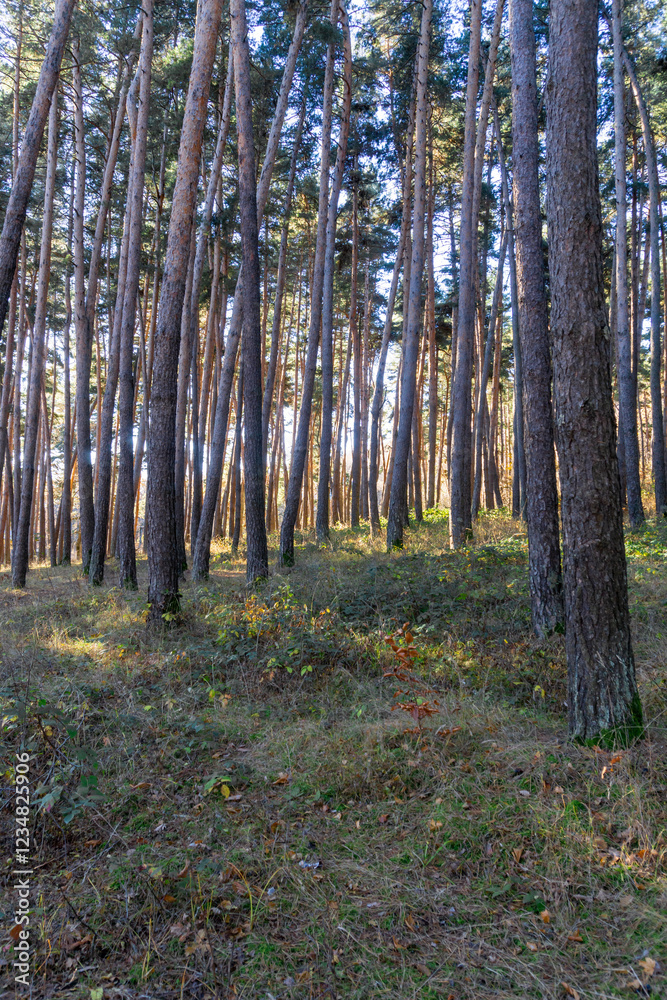 Carpet of orange autumn leaves. The trunks of coniferous trees are illuminated by the morning sun. The sun's rays fall on the field. The forest is in the background Carpet of orange autumn leaves. The trunks of coniferous trees are illuminated by the morning sun. The sun's rays fall on the field. The forest is in the background