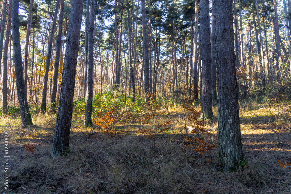 Carpet of orange autumn leaves. The trunks of coniferous trees are illuminated by the morning sun. The sun's rays fall on the field. The forest is in the background Carpet of orange autumn leaves. The trunks of coniferous trees are illuminated by the morning sun. The sun's rays fall on the field. The forest is in the background