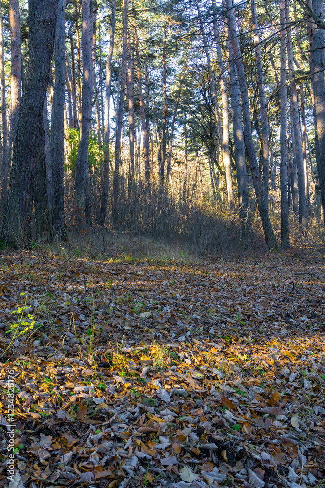Obraz premium Carpet of orange autumn leaves. The trunks of coniferous trees are illuminated by the morning sun. The sun's rays fall on the field. The forest is in the background