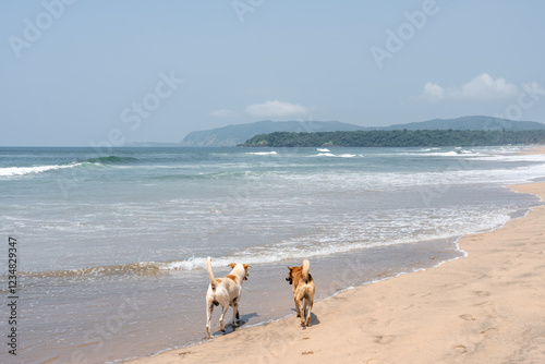 Streunender Hund am Agonda Beach in Goa Indien photo