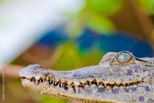 Close up of crocodile head with open mouth and sharp teeth. photo