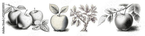Set of hand draw apple. Fruite illustration.