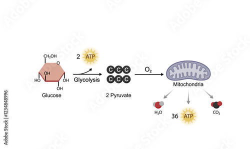 Aerobic cellular Respiration. Glycolysis. Mitochondria, energy production. Scientific Vector Illustration.