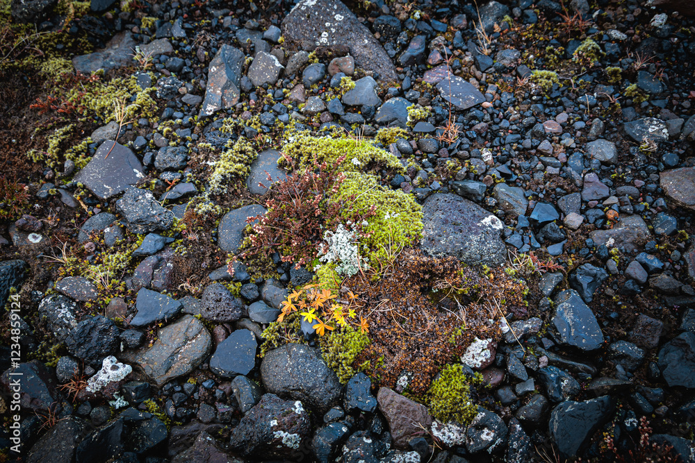 Mosses and lichens are typical vegetation on the beaches of Iceland.