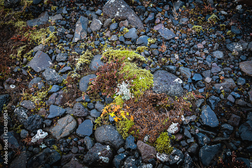 Obraz na płótnie Mosses and lichens are typical vegetation on the beaches of Iceland. w salonie