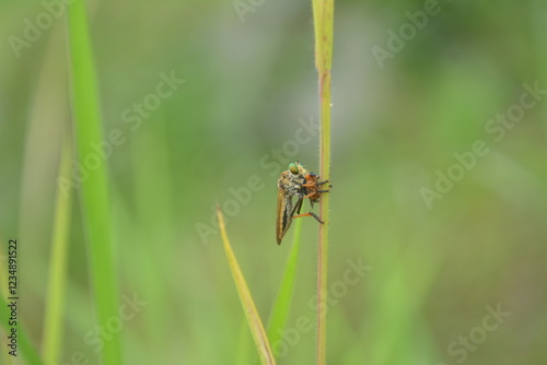 Robber fly on green leaf eating insect photo
