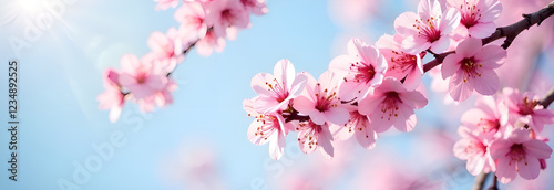 Obraz na płótnie A breathtaking closeup view of pink sakura cherry blossoms beautifully blooming under a bright blue, clear sky w salonie