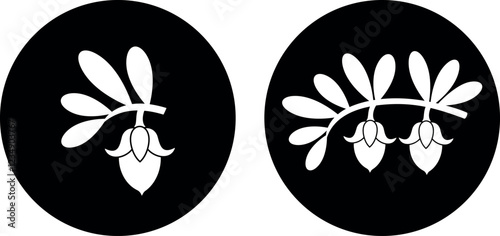 Jojoba plant. Isolated  jojoba on white background