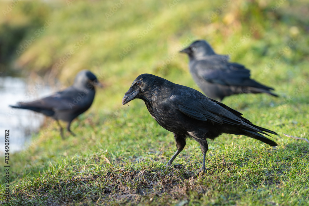 An adult carrion crow (Corvus corone) searching for food on the bank of a pond. Two western jackdaws (Coloeus monedula) are in the background. An adult carrion crow (Corvus corone) searching for food on the bank of a pond. Two western jackdaws (Coloeus monedula) are in the background.