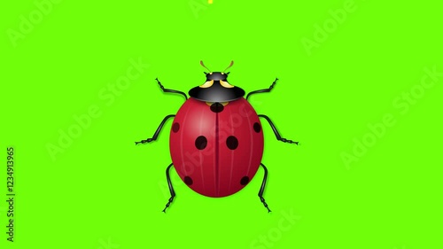 Ladybug, animation, realistic illustration.