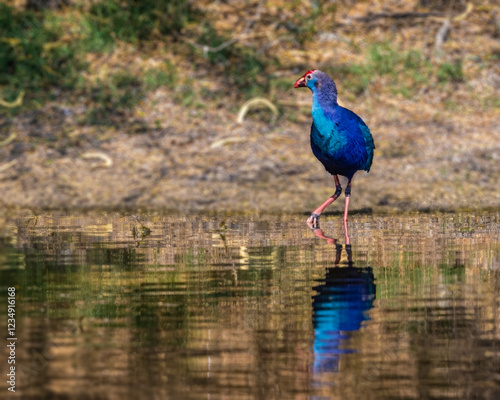 Foto A purple swamphen