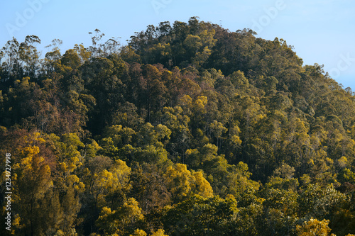 Trees turn yellow in autumn