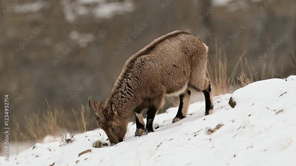 Himalayan Ibex young kid eating grass off a frozen snow covered ground in the Himalaya mountain Himalayan Ibex young kid eating grass off a frozen snow covered ground in the Himalaya mountain