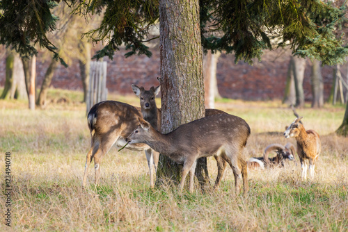 Sika deer - Cervus nippon, doe and mouflon in meadow and forest. Photo from wild nature