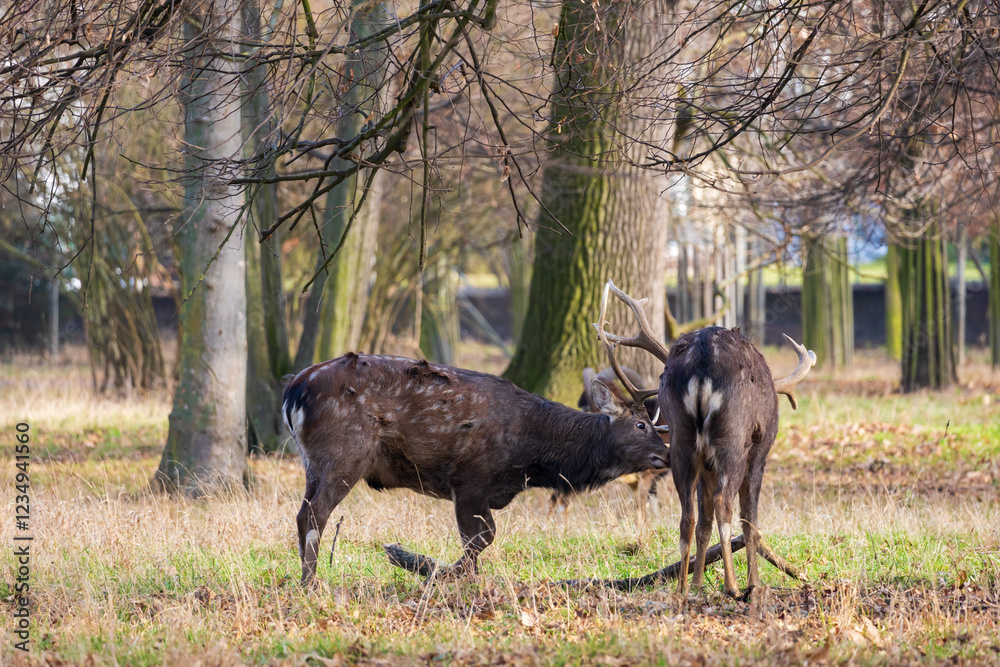 Sika deer - Cervus nippon, doe and mouflon in meadow and forest. Photo from wild nature Sika deer - Cervus nippon, doe and mouflon in meadow and forest. Photo from wild nature