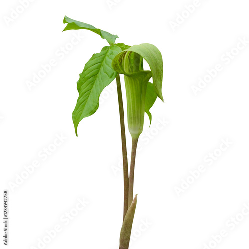 Arisaema triphyllum known as Jack-in-the-Pulpit and Indian turnip - Native North American Springtime Woodland Wildflower Isolated 