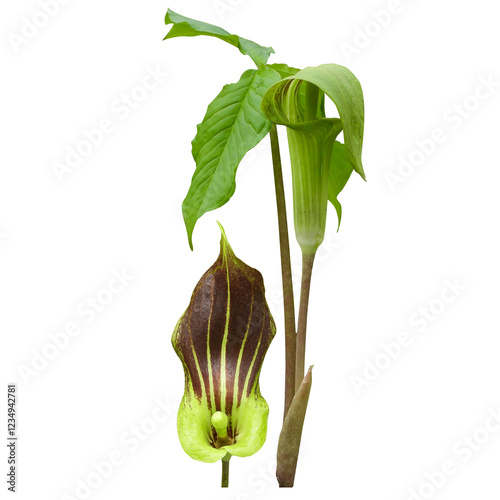 Arisaema triphyllum known as Jack-in-the-Pulpit and Indian turnip - Native North American Springtime Woodland Wildflower Isolated 