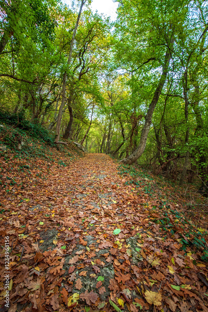 Amazing autumn. autumn leaves in colorful park. Fall landscape.