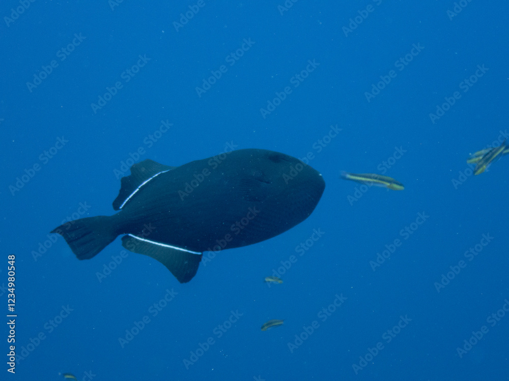 Fototapeta premium Black Durgon