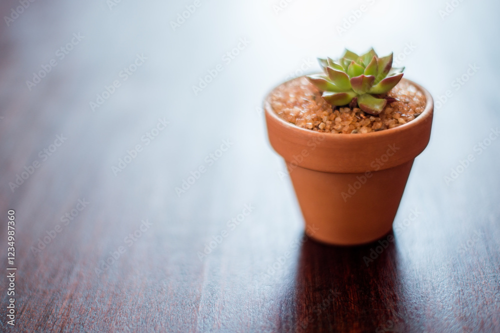 Table, mockup space and pot plant in home for decoration, environment and sustainability. Nature, flowerpot and succulent in house for natural aesthetic, air quality and low maintenance growth Table, mockup space and pot plant in home for decoration, environment and sustainability. Nature, flowerpot and succulent in house for natural aesthetic, air quality and low maintenance growth