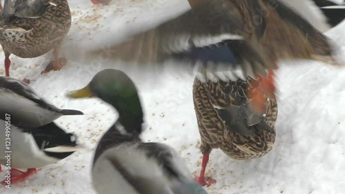 Wild ducks survive the winter snowfall, unhappy bird life, fight for the life of wild animals, unhappy birds. Nature is cruel to wildlife. Survival on the ice of the north. Living in harsh conditions.