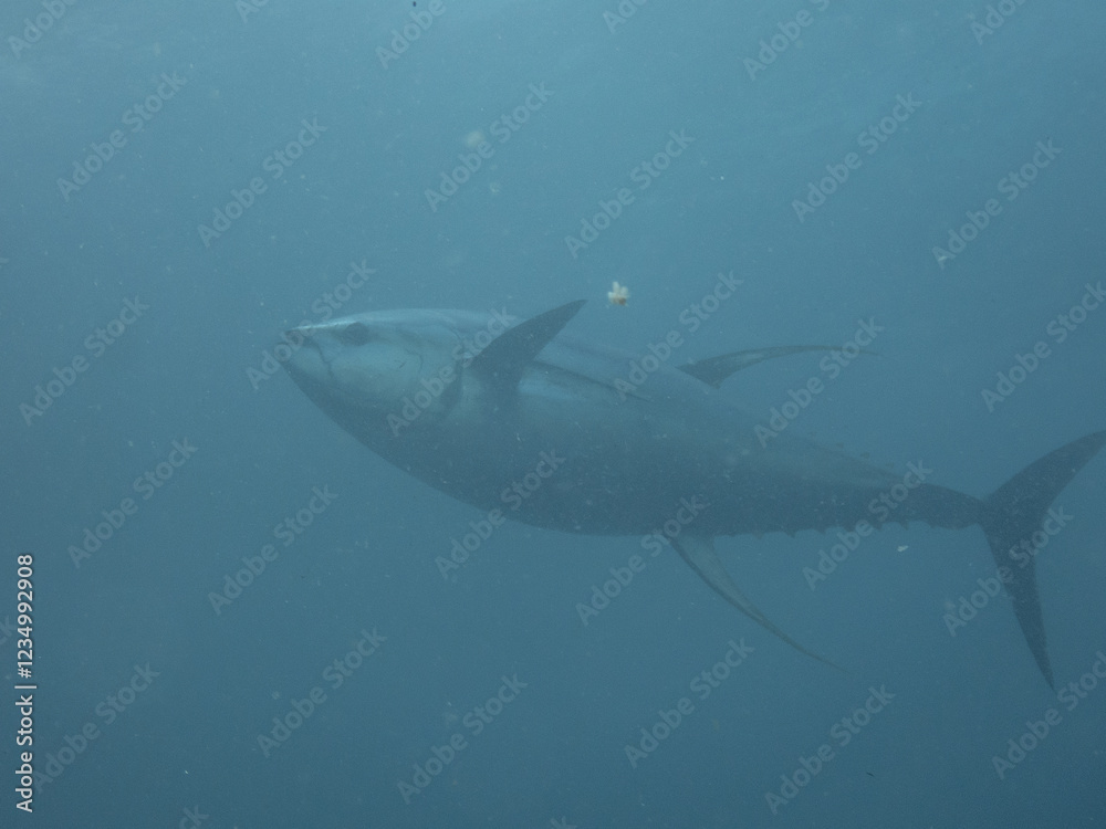 Fototapeta premium Yellowfin Tuna