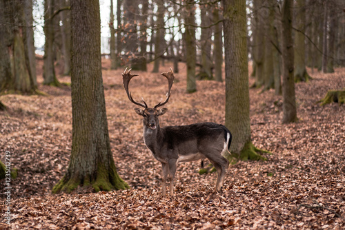 A wild deer walks in the forest