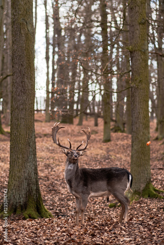 A wild deer walks in the forest