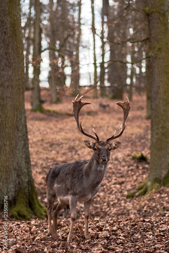 A wild deer walks in the forest