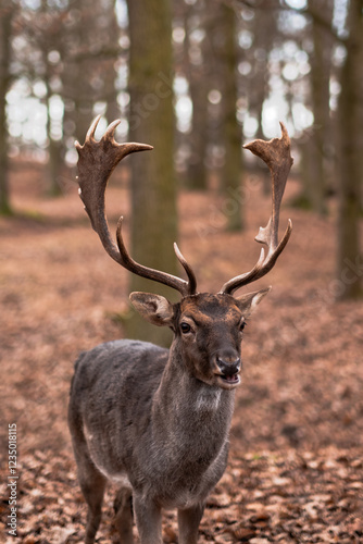 A wild deer walks in the forest