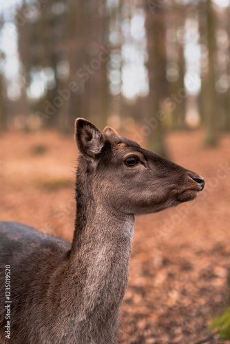 A wild deer walks in the forest