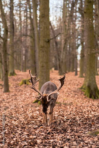 A wild deer walks in the forest