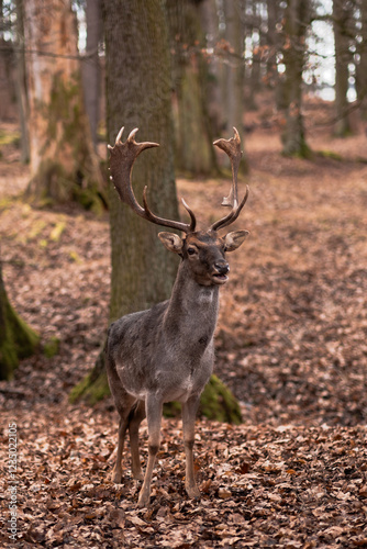 A wild deer walks in the forest