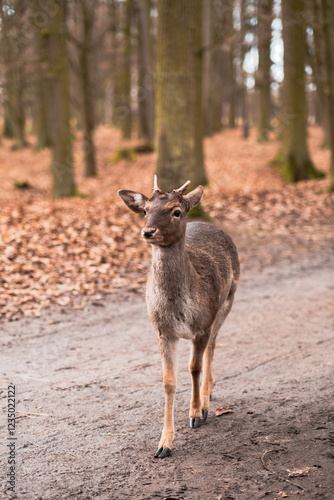 A wild deer walks in the forest