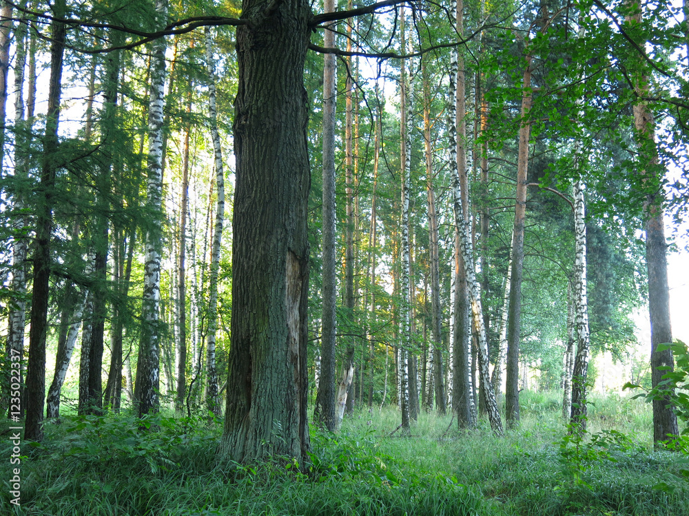spring forest with birches and oaks spring forest with birches and oaks