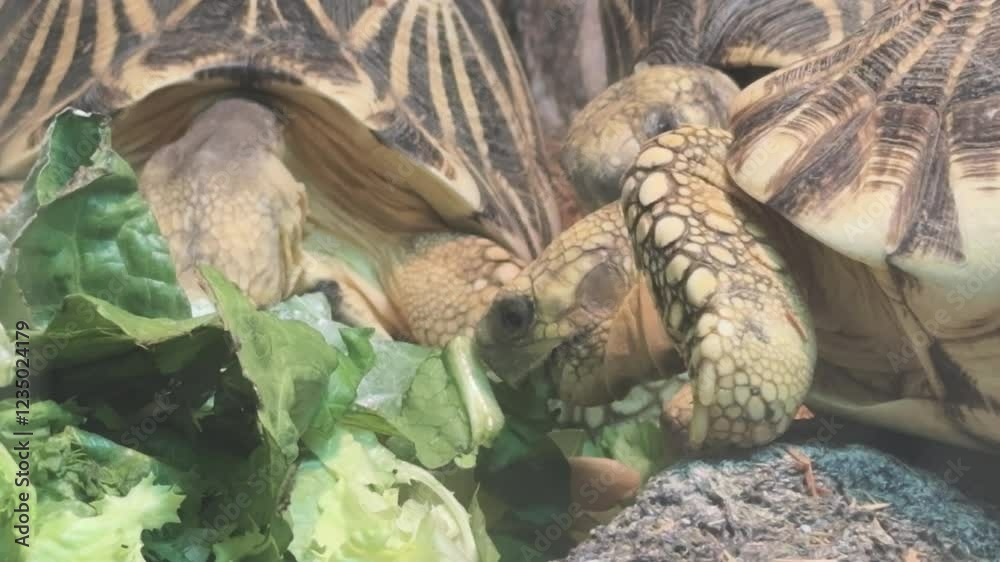 Group of turtles eating lettuce in captivity 4k
Group of turtles eating lettuce in captivity 4k